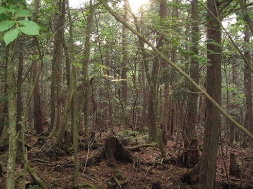 Forêt d'Aokigahara