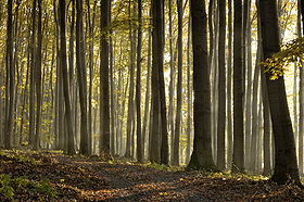 Forêt Kokiri