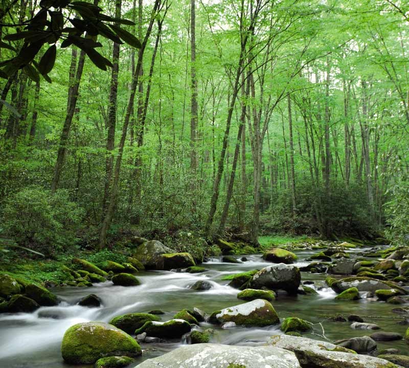 Forêt de Sherwood